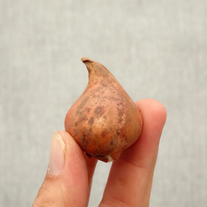 Tulipa eichleri - Botanical Tulip Bulb size 10+ sample as delivered in autumn