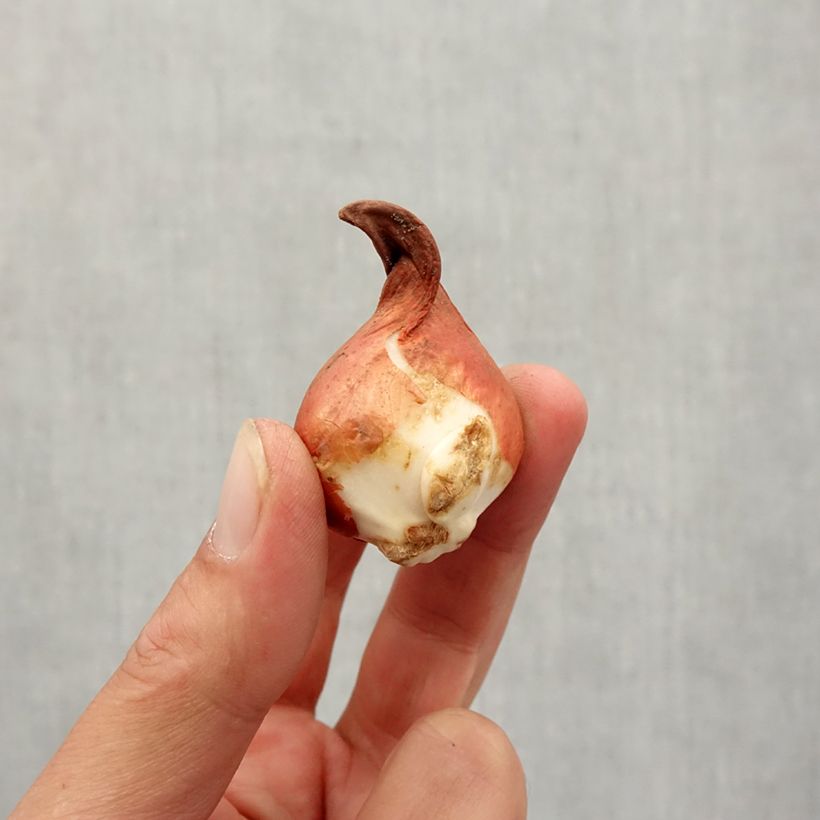 Tulipa Rob Verlinden Bulb size 11+ sample as delivered in autumn