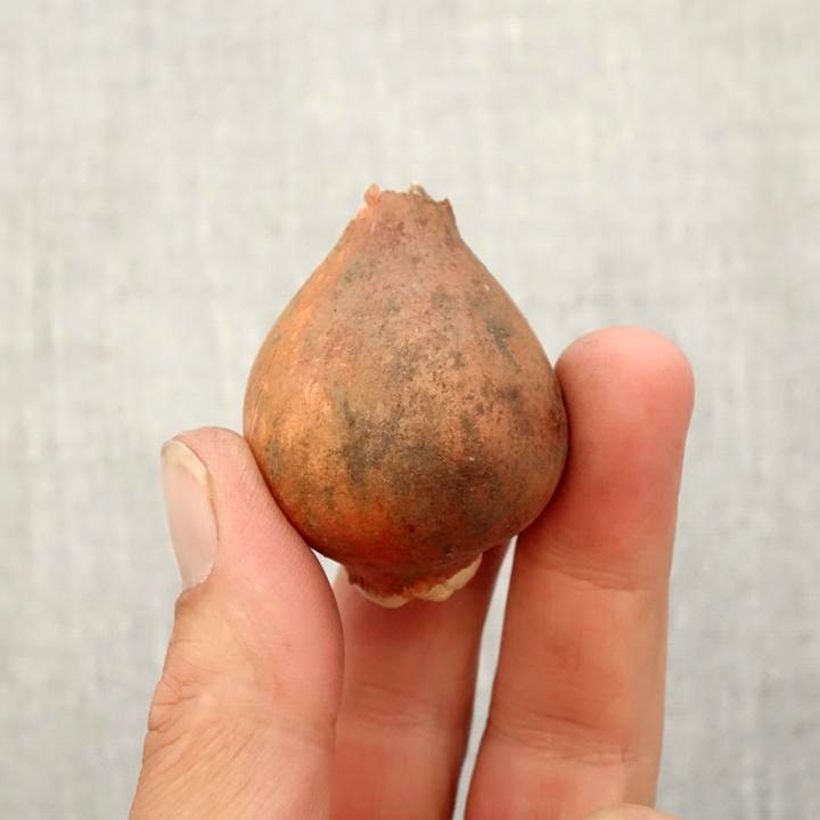 Tulipa ingens - Botanical Tulip Bulb size 11+ sample as delivered in autumn