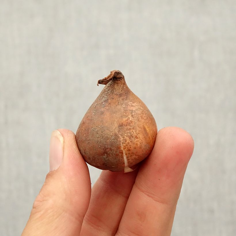 Tulipa kaufmanniana 'Fashion' Bulb size 10/12 sample as delivered in autumn