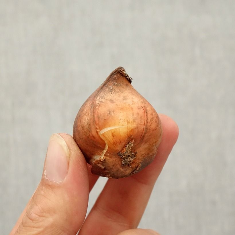 Tulipa kaufmanniana Shakespeare Bulb size 10/12 sample as delivered in autumn