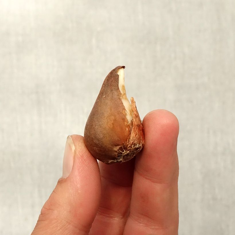 Tulipa urumiensis - Botanical Tulip Bulb size 8+ sample as delivered in autumn