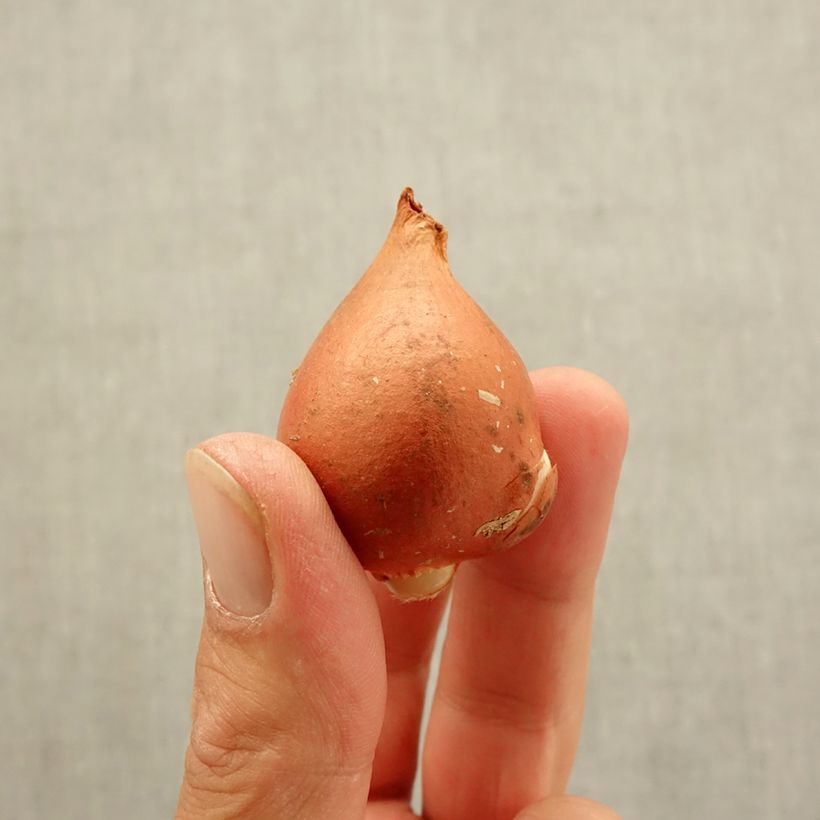 Tulipa 'Beauty of Spring' Bulb size 12 sample as delivered in autumn
