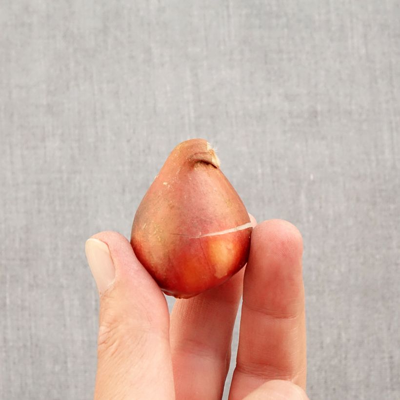 Tulipa Golden Apeldoorn - Darwin hybrid Tulip Bulb size 12+ sample as delivered in autumn