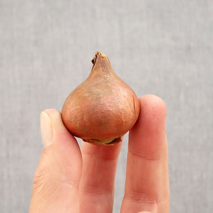 Tulipa crispa Queensland - Fringed Tulip Bulb size 12 sample as delivered in autumn