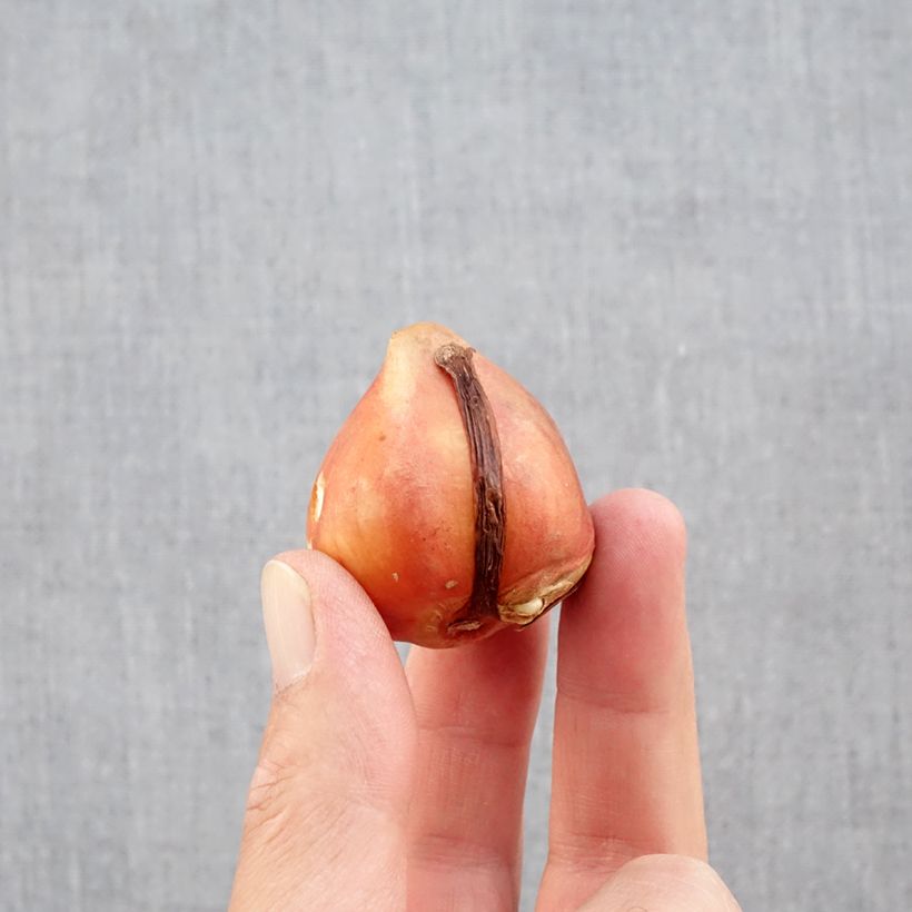 Tulipa Aquilla- Double Early Tulip Bulb size 12+ sample as delivered in autumn