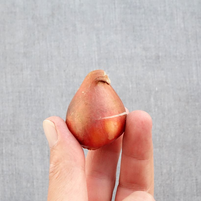 Tulipa Foxtrot- Double Early Tulip Bulb size 12+ sample as delivered in autumn