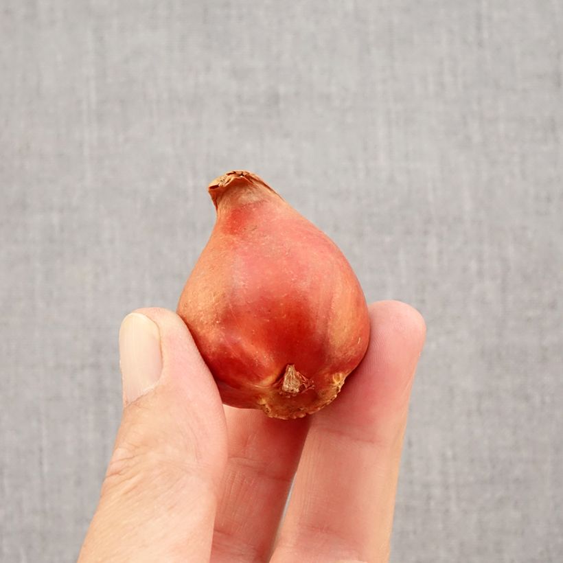 Tulipa Viking- Double Early Tulip Bulb size 11+ sample as delivered in autumn