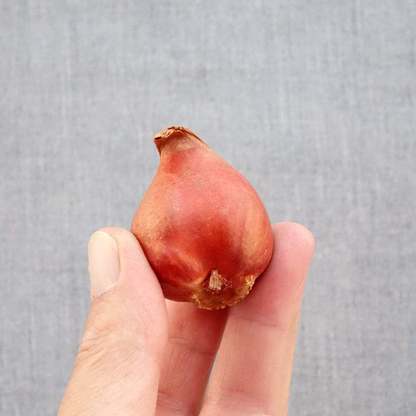 Tulipa Black Hero - Double Late Tulip Bulb size 11+ sample as delivered in autumn