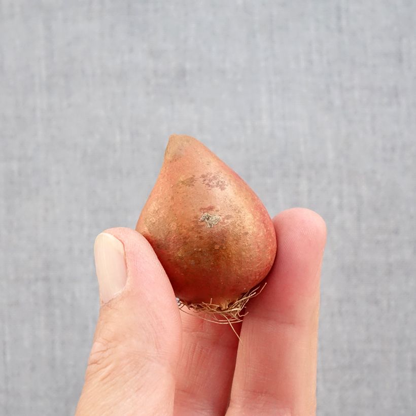 Tulipa Nice Carnival - Double Late Tulip Bulb size 11+ sample as delivered in autumn