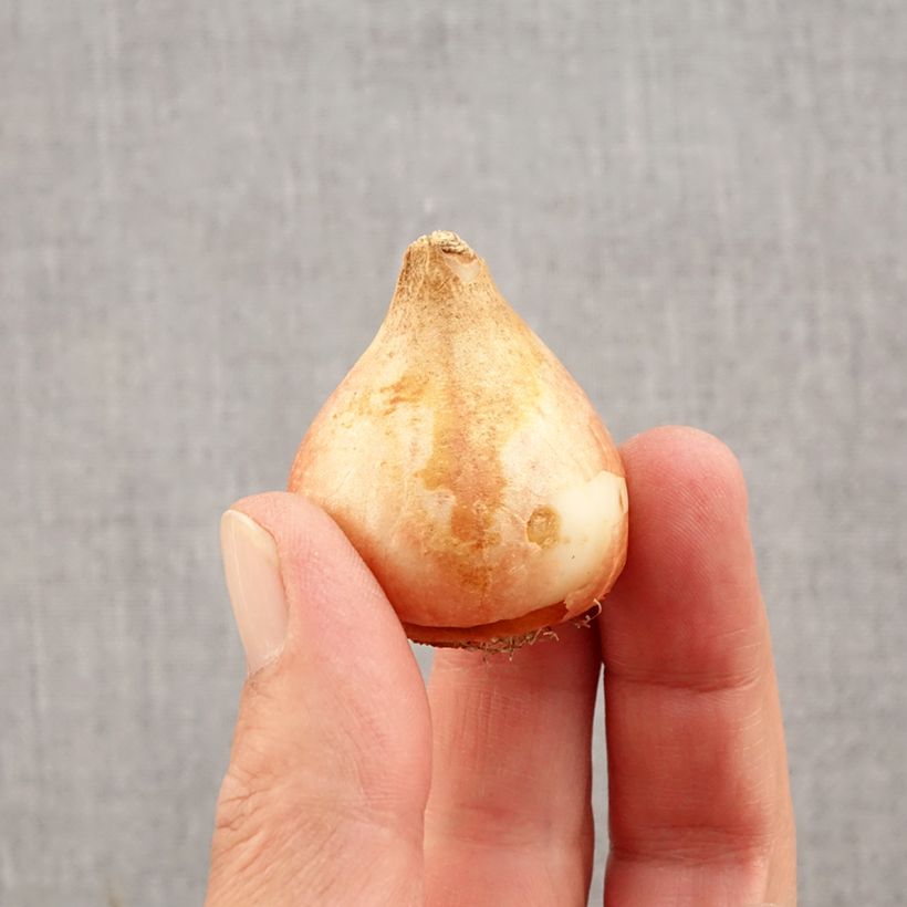 Tulipa Ice Cream - Double Late Tulip Bulb size 11+ sample as delivered in autumn