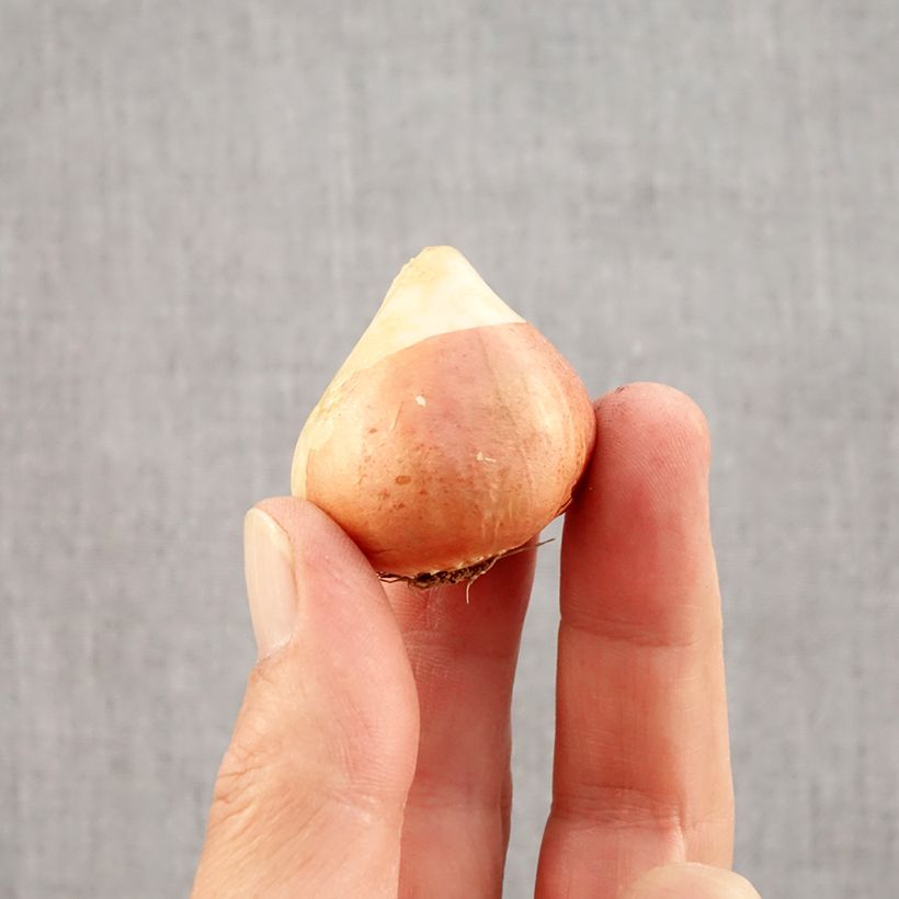 Tulipa Sunset Tropical - Double Late Tulip Bulb size 12 sample as delivered in autumn