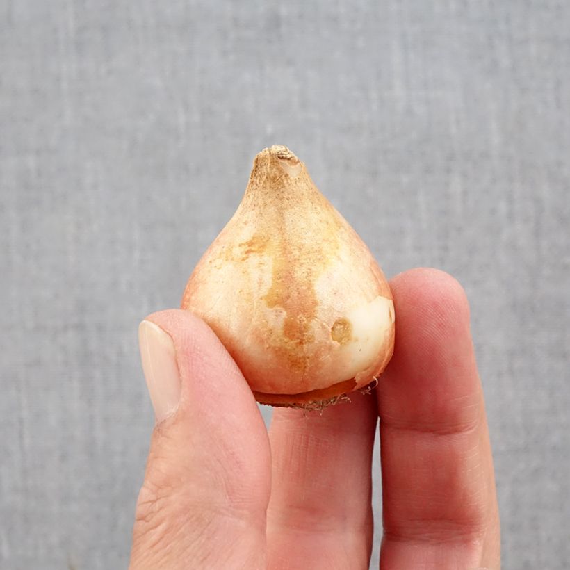 Tulipa Yellow Mountain - Double Late Tulip Bulb size 11+ sample as delivered in autumn