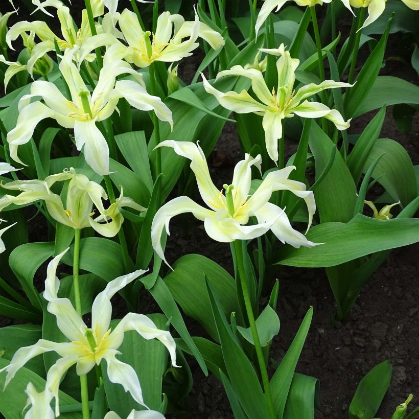 Tulipa Green Dance - Lily flowering Tulip (Flowering)