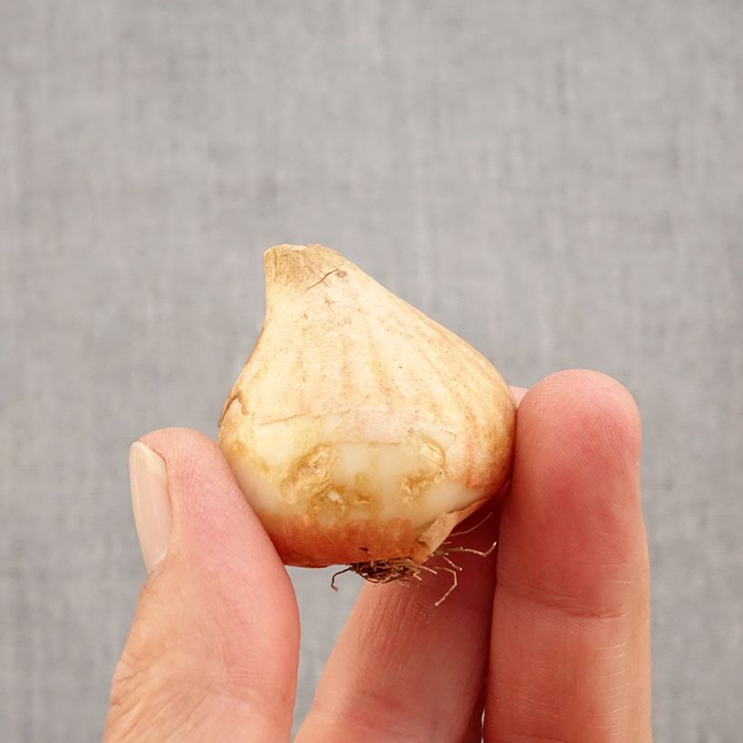 Tulipa Royal Charm - Lily flowering Tulipharm Bulb size 11+ sample as delivered in autumn