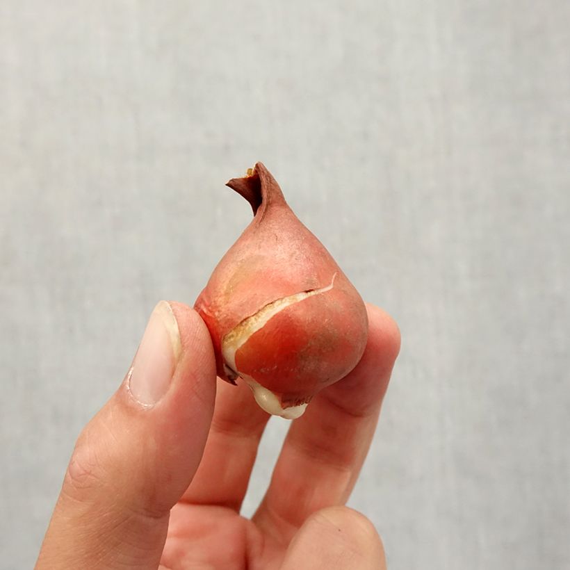 Tulipa Partitura - Foster's Tulip Bulb size 11+ sample as delivered in autumn