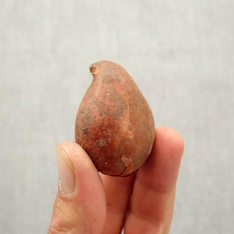 Tulipa Mysterious Parrot - Parrot Tulip Bulb size 10/12 sample as delivered in autumn