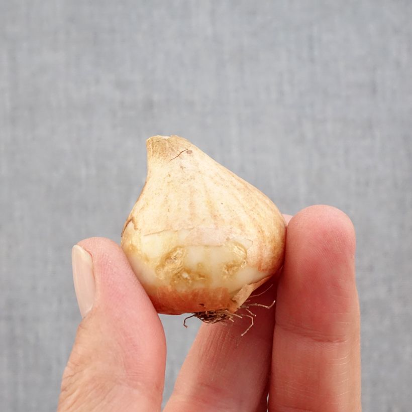 Tulipa Rococo - Parrot Tulip Bulb size 11+ sample as delivered in autumn