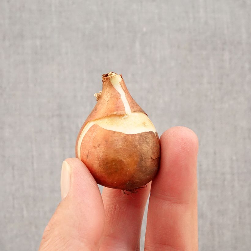 Tulipa Christmas Carol - Single early tulip Bulb size 11+ sample as delivered in autumn