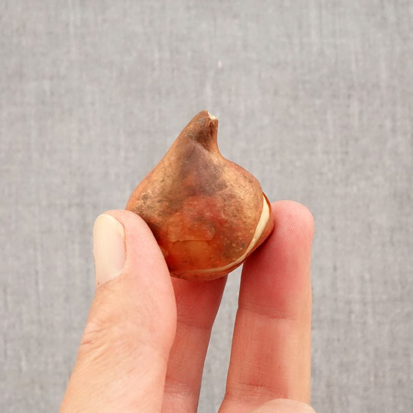 Tulipa Flair Bulb size 11+ sample as delivered in autumn