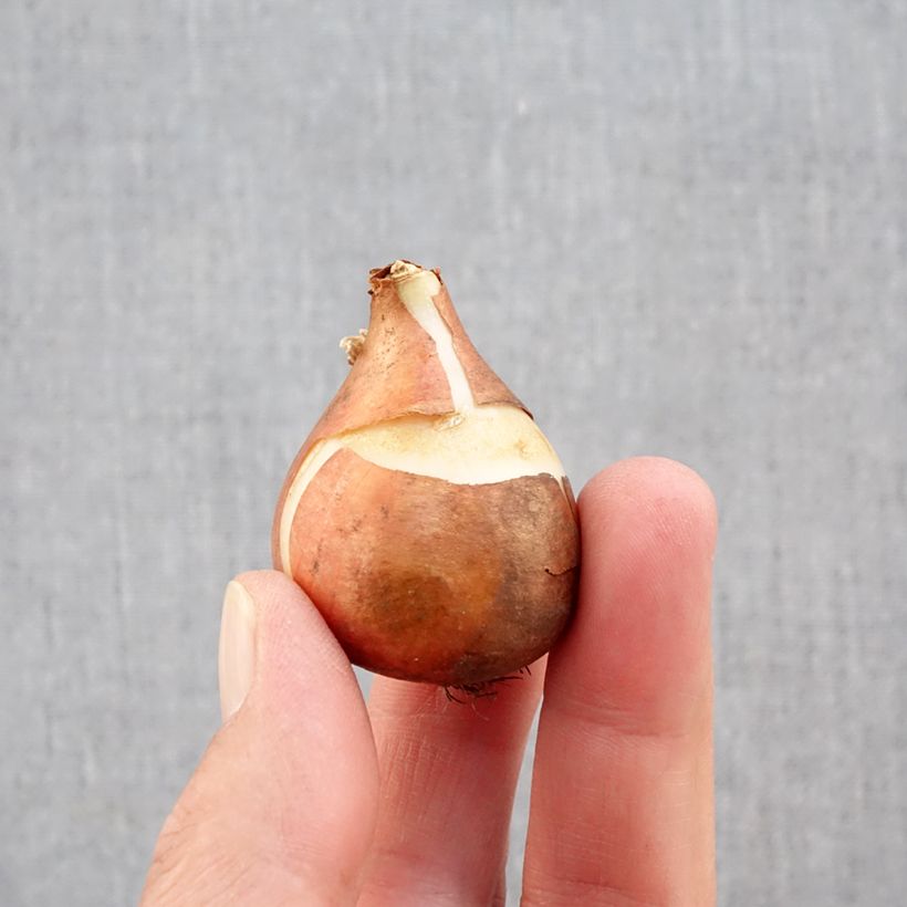 Tulipa Mandy's Choice - Single early tulip Bulb size 11+ sample as delivered in autumn