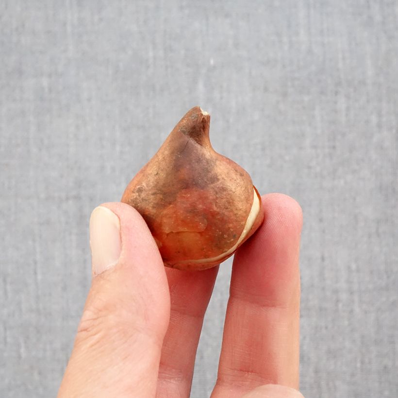 Tulipa Paradiso - Early single tulip Bulb size 11+ sample as delivered in autumn