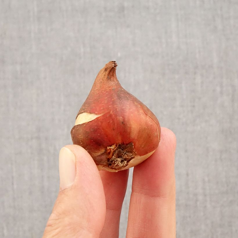 Tulipa Dordogne - Early simple Tulip Bulb size 11+ sample as delivered in autumn