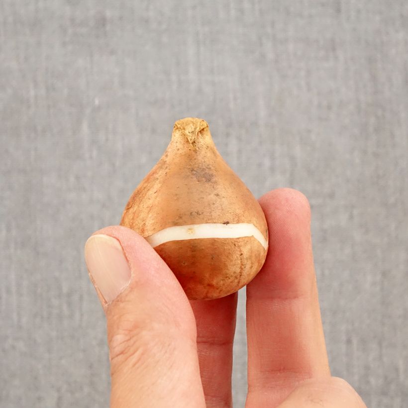 Tulipa Queen of the Night - Early simple Tulip Bulb size 12+ sample as delivered in autumn