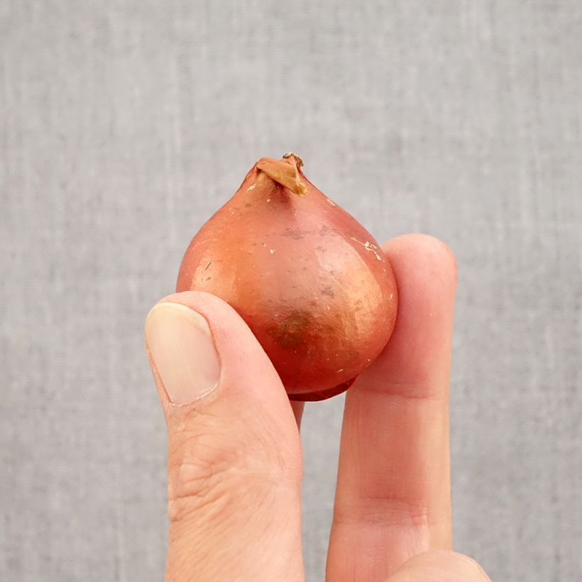 Tulipa Apricot Foxx - Triumph Tulip Bulb size 12 sample as delivered in autumn