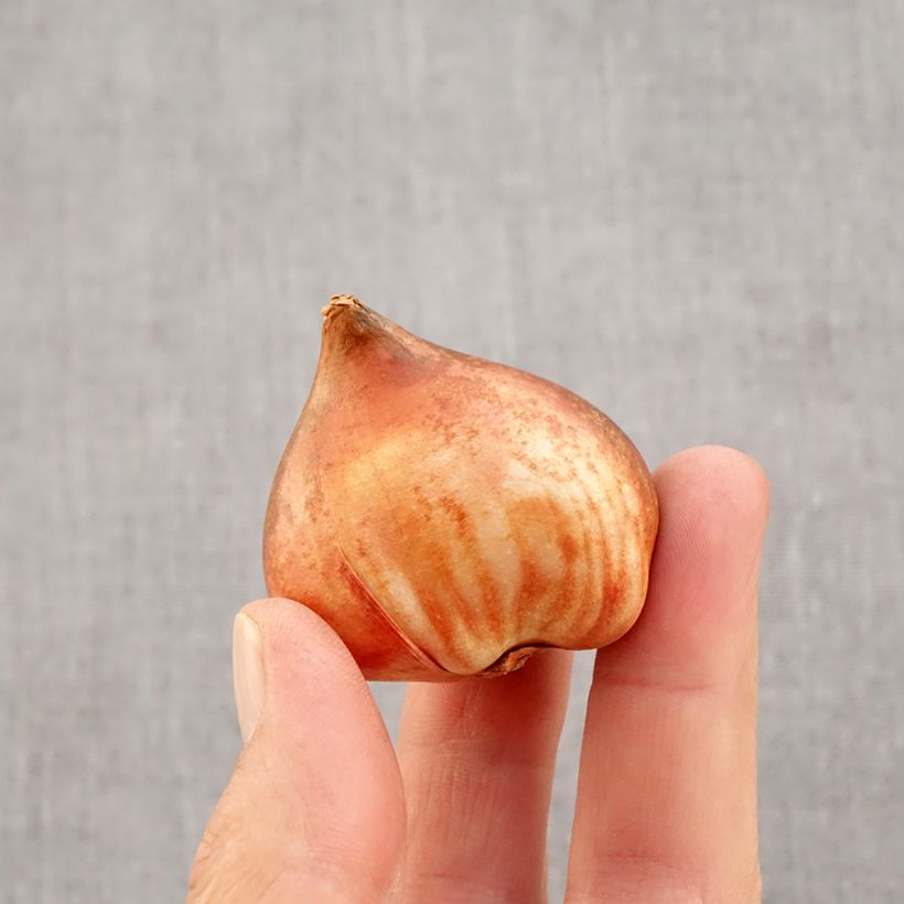 Tulipa 'Bright Pink Lady' Bulb size 12 sample as delivered in autumn