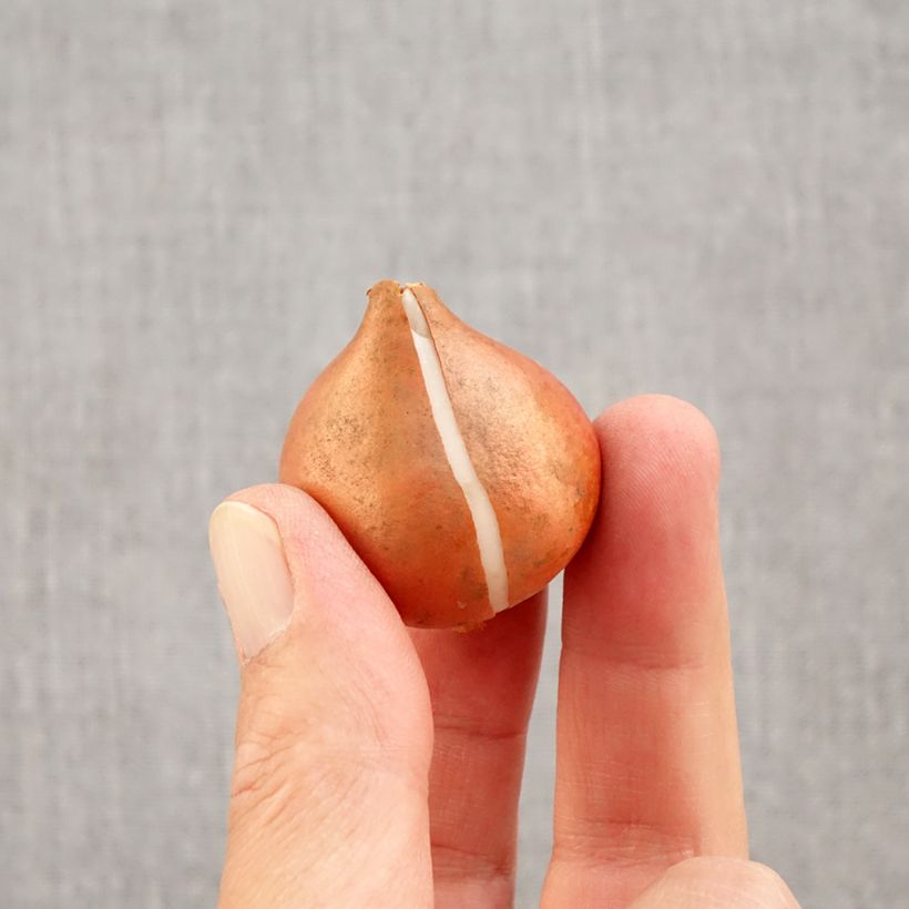 Tulipa Triumph Flaming Flag Bulb size 11+ sample as delivered in autumn