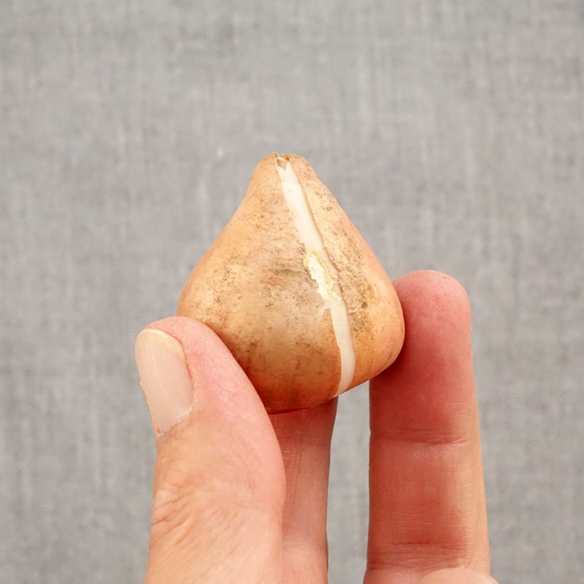 Tulipa Happy Generation - Triumph Tulip Bulb size 11/12 sample as delivered in autumn