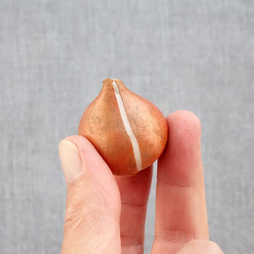 Tulipa 'Mango Charm' Bulb size 11+ sample as delivered in autumn