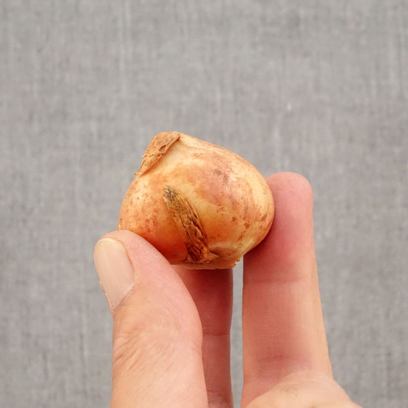 Tulipa viridiflora Dolls Minuet Bulb size 11+ sample as delivered in autumn