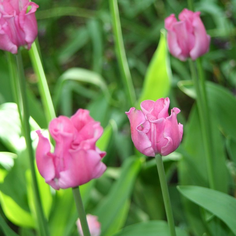 Tulipa Picture - Tulipe Groupe Coronet (Flowering)