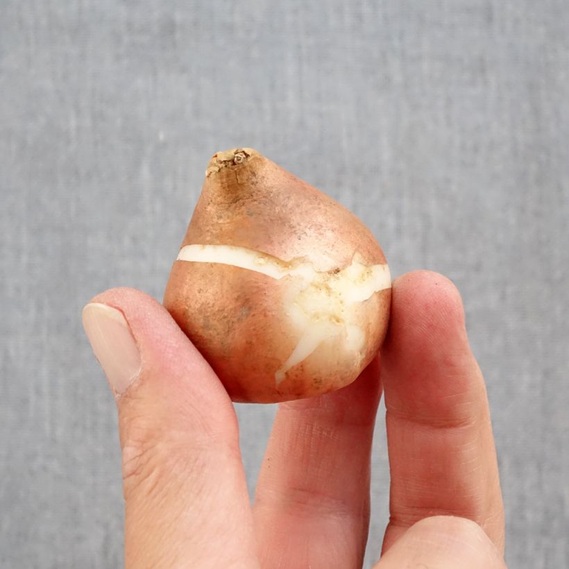 Tulipa Double flowers Mix Bulb size 12+ sample as delivered in autumn