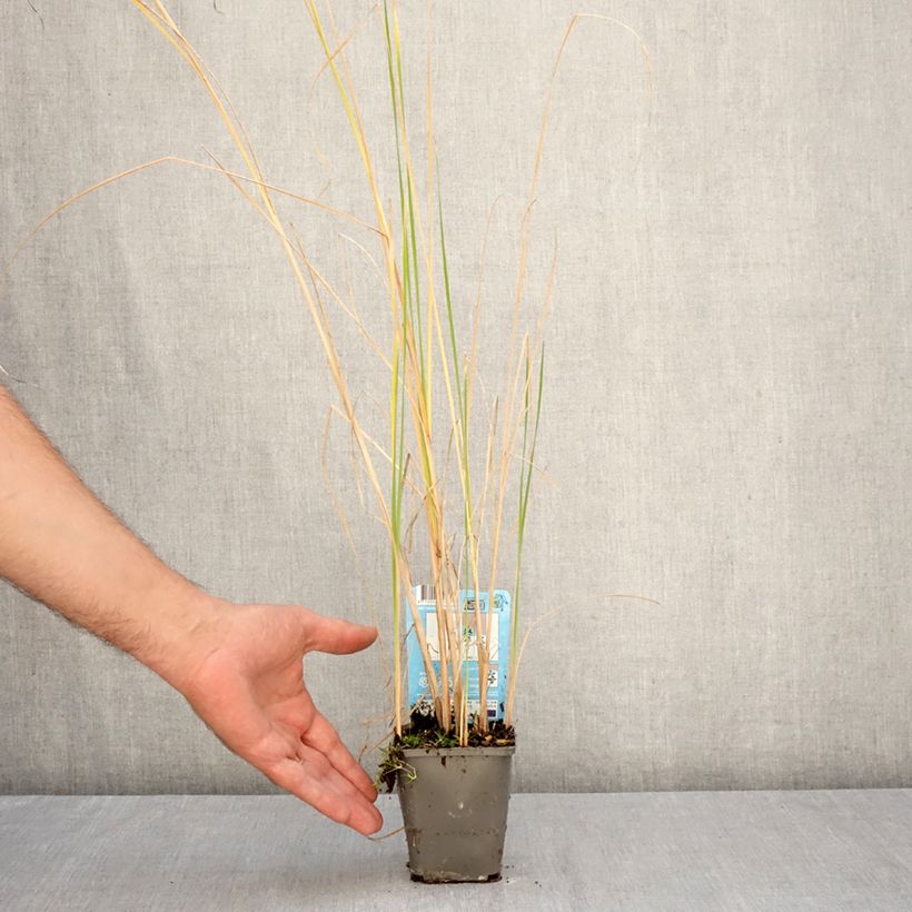 Typha laxmannii - Cattail 8/9 cm pot sample as delivered in autumn