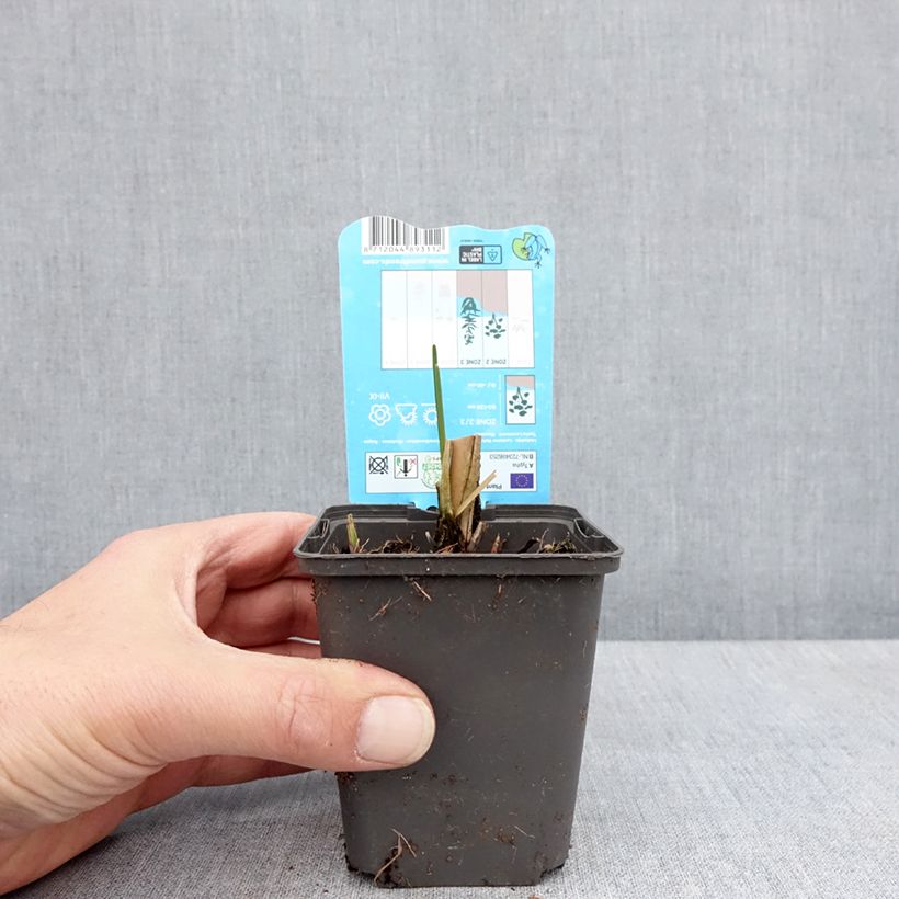 Typha laxmannii - Cattail 8/9 cm pot sample as delivered in spring