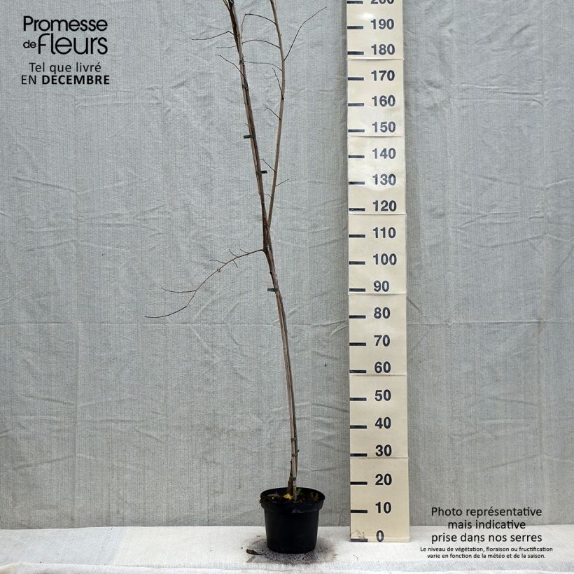 Ulmus minor Argenteovariegata - Elm 4L/5L pot sample as delivered in winter