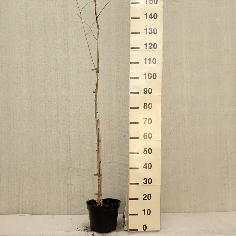 Ulmus minor Argenteovariegata - Elm 4L/5L pot, Standard sample as delivered in spring