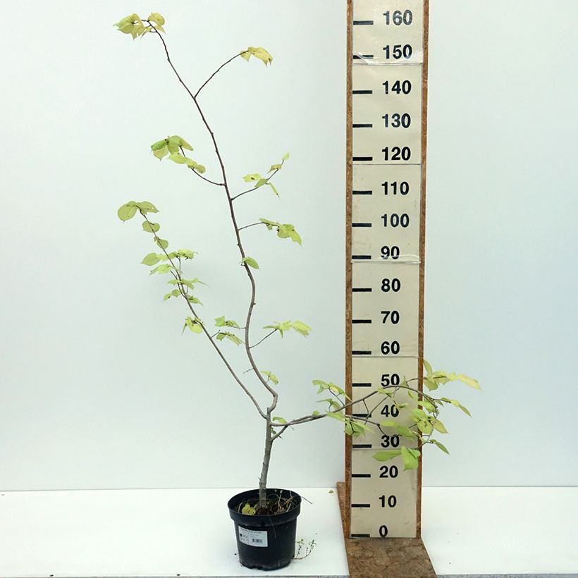 Ulmus minor Louis van Houtte - Elm 7.5L/10L pot sample as delivered in summer