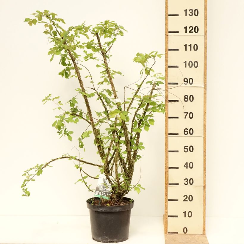 Ulmus minor suberosa  7.5L/10L pot sample as delivered in spring