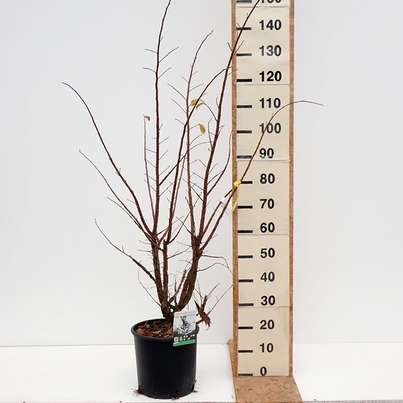 Ulmus minor suberosa  7.5L/10L pot sample as delivered in autumn
