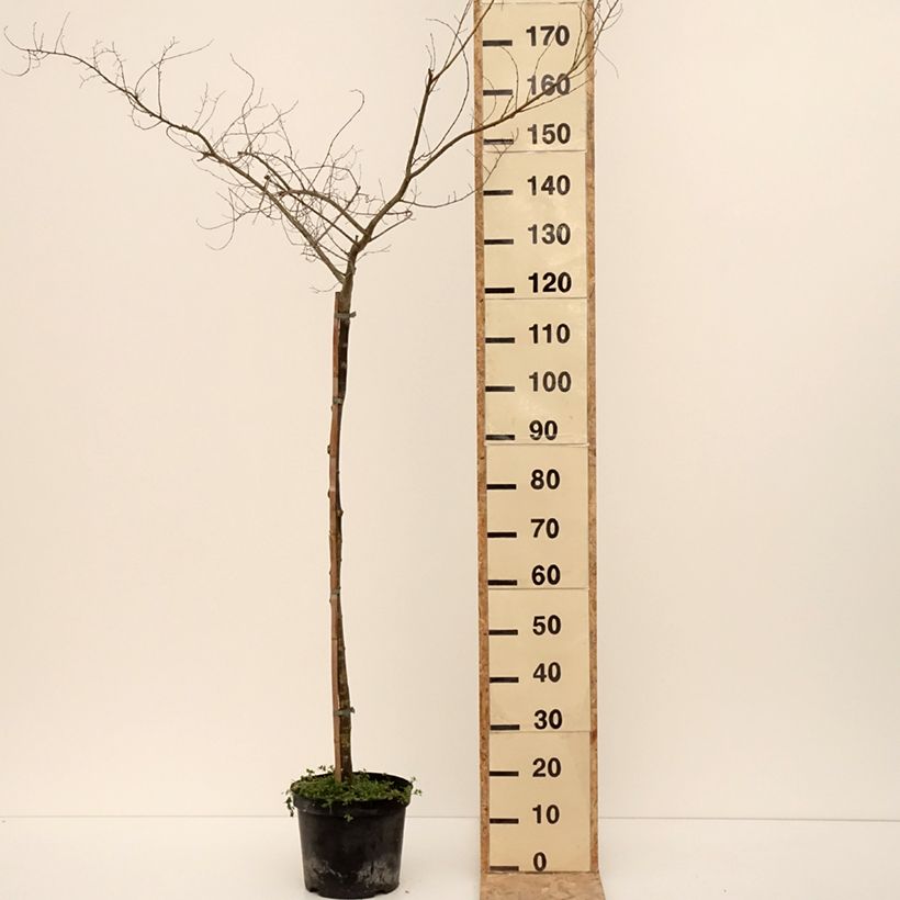 Ulmus minor Viminalis Aurea - Elm 4L/5L pot sample as delivered in winter