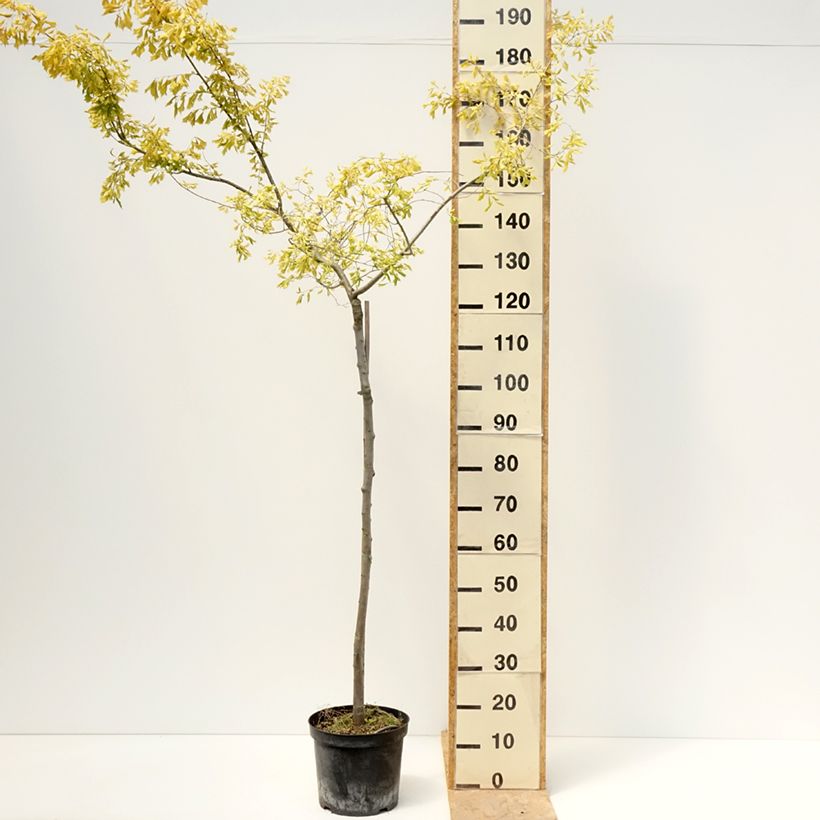 Ulmus minor Viminalis Aurea - Elm 4L/5L pot, Standard sample as delivered in spring