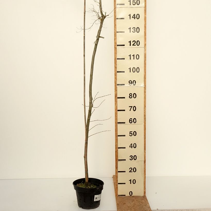 Ulmus minor Viminalis Aurea - Elm 4L/5L pot, Standard sample as delivered in autumn