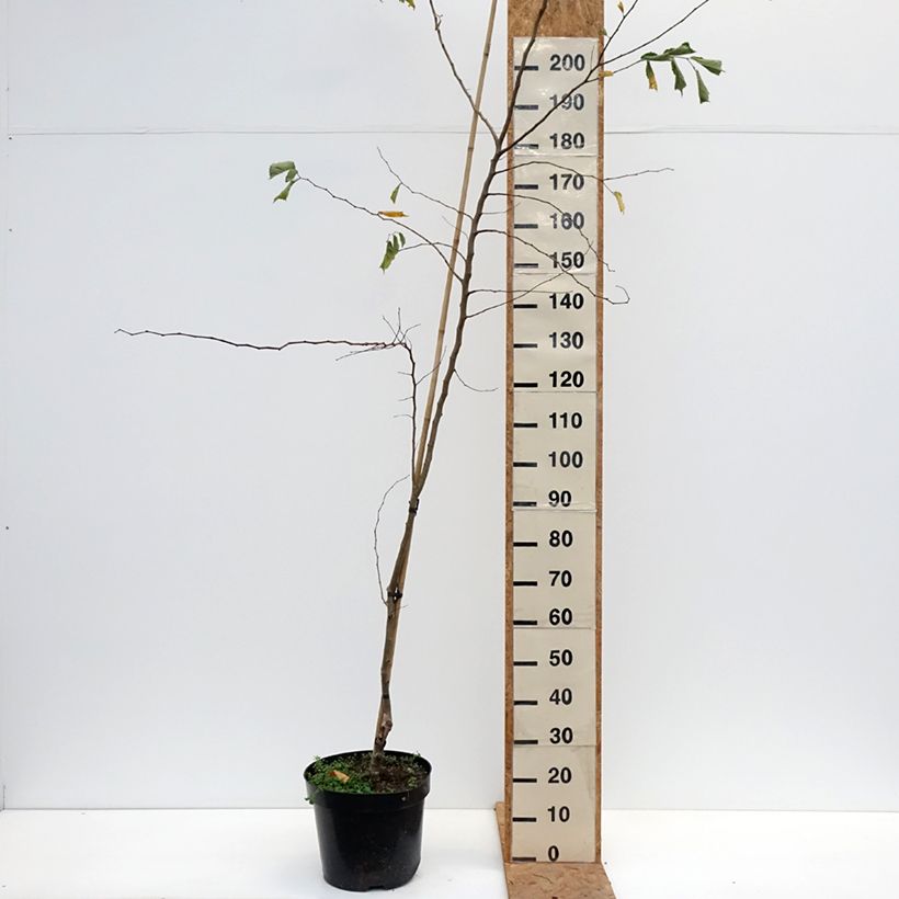 Ulmus minor Webbiana - Elm 7.5L/10L pot sample as delivered in autumn