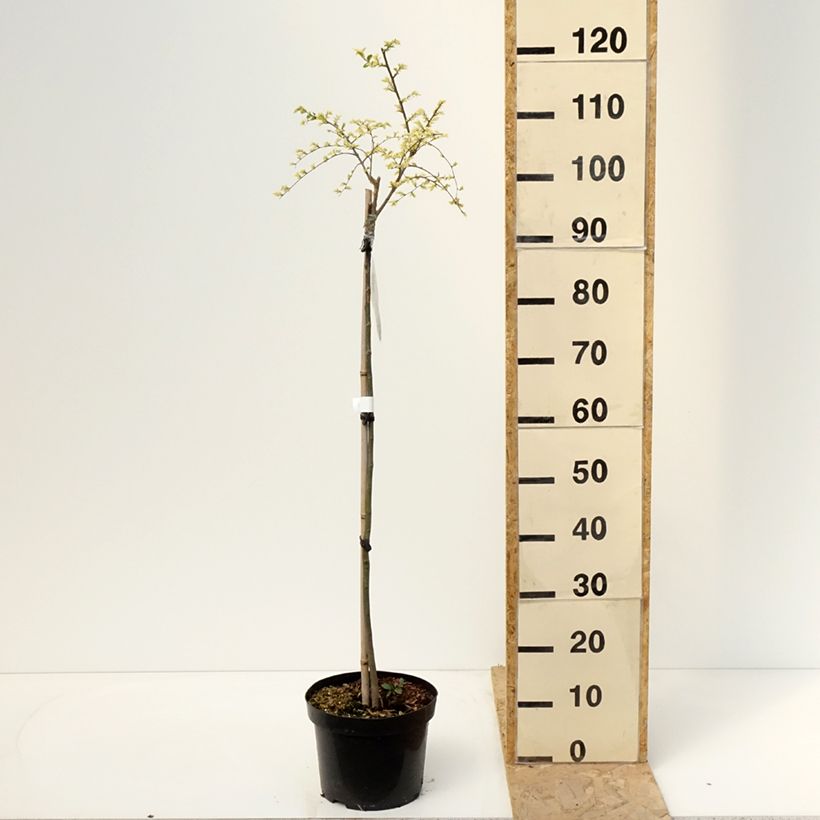 Ulmus parvifolia Geisha - Chinese Elm 4L/5L pot, Standard sample as delivered in spring