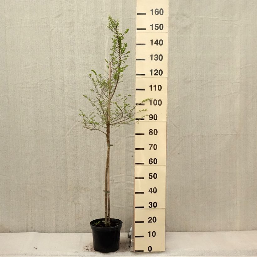 Ulmus parvifolia Seijuv 4L/5L pot, Standard sample as delivered in spring