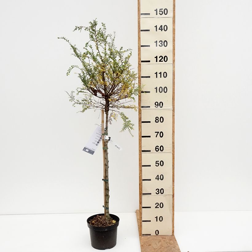 Ulmus parvifolia Seijuv 4L/5L pot, Standard sample as delivered in autumn